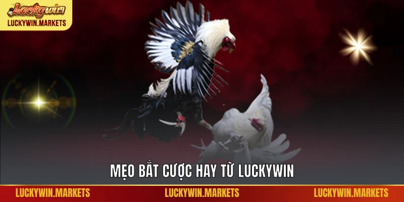 Mẹo bắt cược hay từ Luckywin