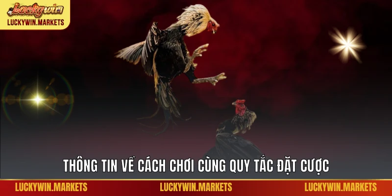 Thông tin về cách chơi cùng quy tắc đặt cược
