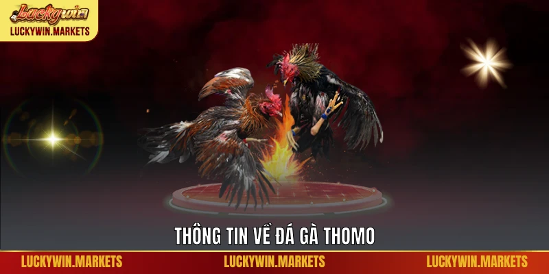 Thông tin về đá gà Thomo